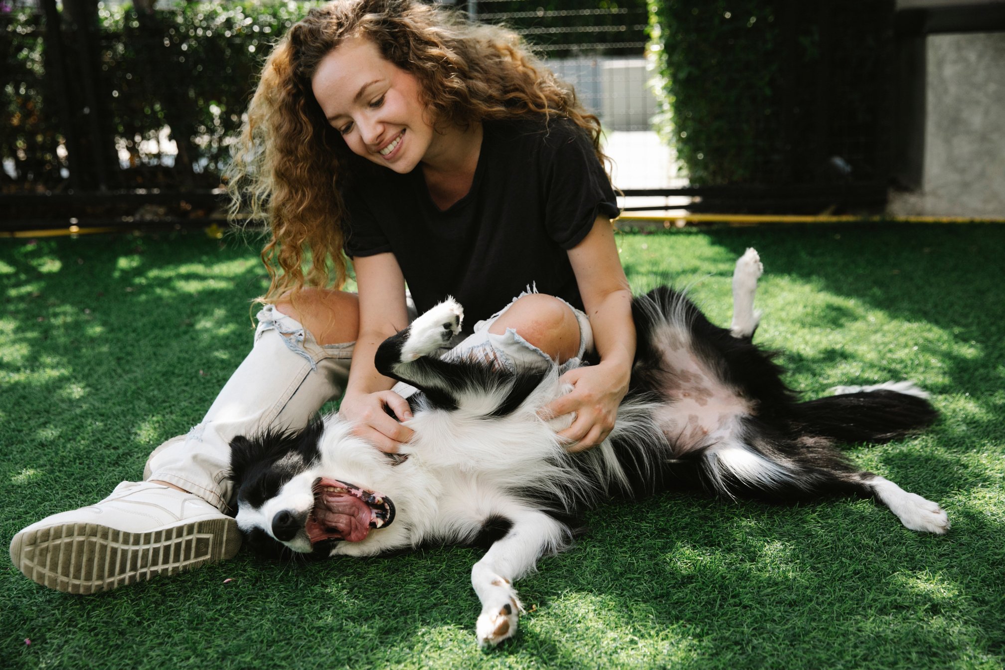 Smiling owner playing with Border Collie on lawn